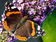 Red Admiral (Vanessa atalanta) - Castel de Cantobre G&icirc;tes, Aveyron, France