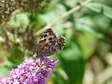 Grayling (Hipparchia semele) - Castel de Cantobre G&icirc;tes, Aveyron, France