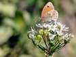 Small Heath (Coenonympha pamphilus) - Castel de Cantobre G&icirc;tes, Aveyron, France