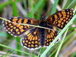 Heath Fritillary (Melitaea athalia) - Castel de Cantobre G&icirc;tes, Aveyron, France