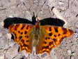 Comma (Polygonia c-album) - Castel de Cantobre G&icirc;tes, Aveyron, France