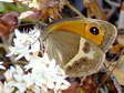 Spanish Gatekeeper (Pyronia bathseba) - Castel de Cantobre G&icirc;tes, Aveyron, France