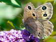 Female Great Sooty Satyr (Satyrus ferula) - Castel de Cantobre G&icirc;tes, Aveyron, France