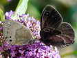 Female and male Great Sooty Satyr (Satyrus ferula) - Castel de Cantobre G&icirc;tes, Aveyron, France