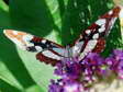 Southern White Admiral (underside) (Limenitis reducta) - Castel de Cantobre G&icirc;tes, Aveyron, France