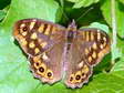 Speckled Wood (Pararge aegeria) - Castel de Cantobre G&icirc;tes, Aveyron, France