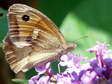 Meadow Brown (Maniola jurtina) - Castel de Cantobre G&icirc;tes, Aveyron, France