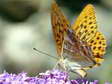 Silver Washed Fritillary (Argynnis paphia) - Castel de Cantobre G&icirc;tes, Aveyron, France