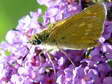 Large Skipper (Ochlodes venatus) - Castel de Cantobre G&icirc;tes, Aveyron, France