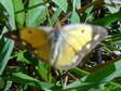 Female Clouded Yellow (Colias croceus) - Castel de Cantobre G&icirc;tes, Aveyron, France