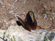 Autumn Ringlet (Erebia neoridas) - Castel de Cantobre G&icirc;tes, Aveyron, France