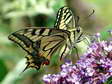 Swallowtail (Papilio machaon) - Castel de Cantobre G&icirc;tes, Aveyron, France