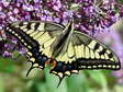 Swallowtail (Papilio machaon) - Castel de Cantobre G&icirc;tes, Aveyron, France