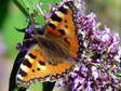 Small Tortoiseshell (Aglais urticae) - Castel de Cantobre G&icirc;tes, Aveyron, France