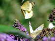 Berger&rsquo;s Clouded Yellow, male above and female below (Colias alfacariensis) - Castel de Cantobre G&icirc;tes, Aveyron, France