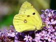 Male Berger&rsquo;s Clouded Yellow (Colias alfacariensis) - Castel de Cantobre G&icirc;tes, Aveyron, France
