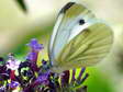 Female Green Veined White (Artogeia napi) - Castel de Cantobre G&icirc;tes, Aveyron, France