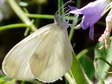 Wood White (Leptidea sinapis) - Castel de Cantobre G&icirc;tes, Aveyron, France