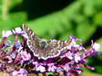 Grizzled Skipper (Pyrgus malvae) - Castel de Cantobre G&icirc;tes, Aveyron, France
