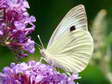 Large White (Pieris brassicae) - Castel de Cantobre G&icirc;tes, Aveyron, France