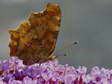 Comma (Polygonia c-album) - Castel de Cantobre G&icirc;tes, Aveyron, France