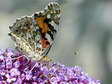 Painted Lady (Cynthia cardui) - Castel de Cantobre G&icirc;tes, Aveyron, France