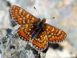 Marsh Fritillary (Euphydryas aurinia) - Castel de Cantobre G&icirc;tes, Aveyron, France