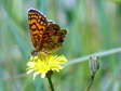 Heath Fritillary (Melitaea athalia) - Castel de Cantobre G&icirc;tes, Aveyron, France