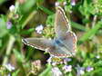 Adonis Blue (Polyommatus bellargus) - Castel de Cantobre G&icirc;tes, Aveyron, France