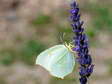 Female Cleopatra butterfly (Gonepteryx cleopatra) - Castel de Cantobre G&icirc;tes, Aveyron, France