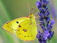 Female (Bergers/Pale/Common) Clouded Yellow - Life is too short to say which! (Colias alfacariensis/hyale/crocea) - Castel de Cantobre Gîtes, Aveyron, France