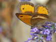 Spanish Gatekeeper (Pyronia bathseba) - Castel de Cantobre G&icirc;tes, Aveyron, France