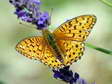 High Brown Fritillary (Argynnis adippe) - Castel de Cantobre G&icirc;tes, Aveyron, France