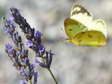 Female (Bergers/Pale/Common) Clouded Yellow - Life is too short to say which! (Colias alfacariensis/hyale/crocea) - Castel de Cantobre Gîtes, Aveyron, France