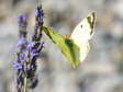 Female (Bergers/Pale/Common) Clouded Yellow - Life is too short to say which! (Colias alfacariensis/hyale/crocea) - Castel de Cantobre G&icirc;tes, Aveyron, France