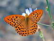 Silver Washed Fritillary (Argynnis paphia) - Castel de Cantobre G&icirc;tes, Aveyron, France