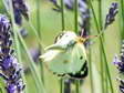 Female (Bergers/Pale/Common) Clouded Yellow - Life is too short to say which! (Colias alfacariensis/hyale/crocea) - Castel de Cantobre G&icirc;tes, Aveyron, France
