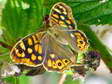 Speckled Wood (Pararge aegeria) - Castel de Cantobre G&icirc;tes, Aveyron, France