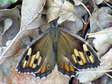 Grayling (Hipparchia semele) - Castel de Cantobre G&icirc;tes, Aveyron, France