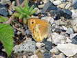 Dusky Heath (Coenonympha dorus) - Castel de Cantobre G&icirc;tes, Aveyron, France