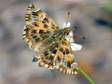 Mallow Skipper (Carcharodus alceae) - Castel de Cantobre G&icirc;tes, Aveyron, France