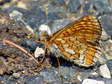 Marsh Fritillary (Euphydryas aurinia) - Castel de Cantobre G&icirc;tes, Aveyron, France