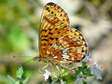 Pearl Bordered Fritillary (Clossiana euphrosyne) - Castel de Cantobre G&icirc;tes, Aveyron, France