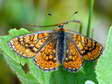 Marsh Fritillary (Euphydryas aurinia) - Castel de Cantobre G&icirc;tes, Aveyron, France