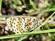 Spotted Fritillary (Melitaea didyma) - Castel de Cantobre G&icirc;tes, Aveyron, France