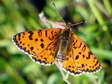 Male Spotted Fritillary (Melitaea didyma) - Castel de Cantobre G&icirc;tes, Aveyron, France