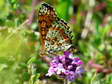 Spotted Fritillary (Melitaea didyma) - Castel de Cantobre G&icirc;tes, Aveyron, France