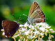 Ilex Hairstreak (Satyrium ilicis) - Castel de Cantobre G&icirc;tes, Aveyron, France