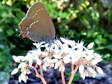 Ilex Hairstreak (Satyrium ilicis) - Castel de Cantobre G&icirc;tes, Aveyron, France
