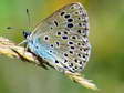 Large Blue (Maculinea arion) - Castel de Cantobre G&icirc;tes, Aveyron, France